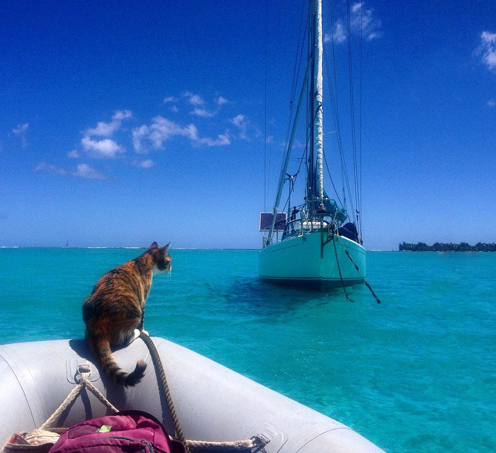 Кошка путешествует на яхте рис 4