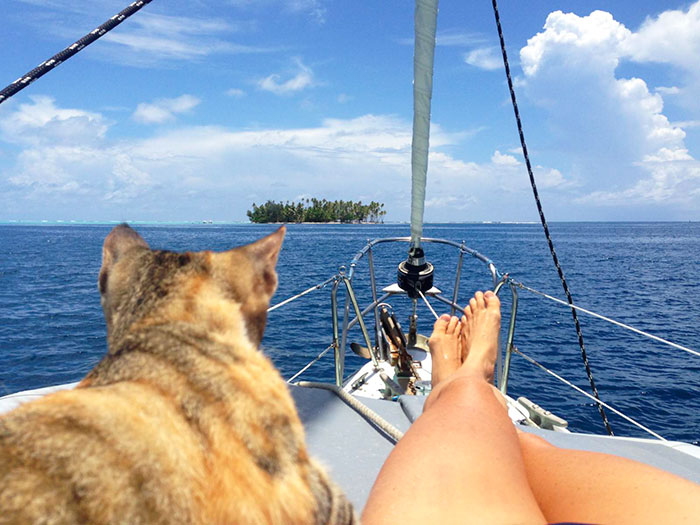 Кошка путешествует на яхте рис 11