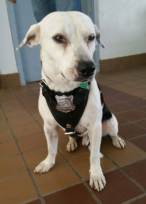Бездомная собака получила работу в полиции рис 7
