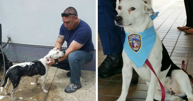 Бездомная собака получила работу в полиции