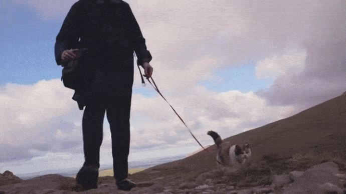Stevie-the-Blind-Rescue-Cat-Climbs-Irelands-Highest-Mountain-for-Charity-5755323c517ad__880