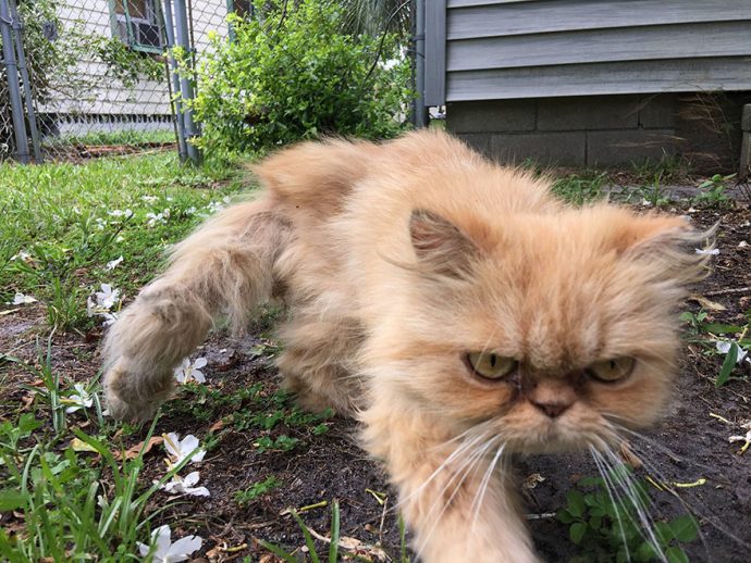 grumpy-cat-adopted-ginger-garfield-1