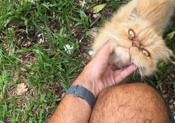 grumpy-cat-adopted-ginger-garfield-18