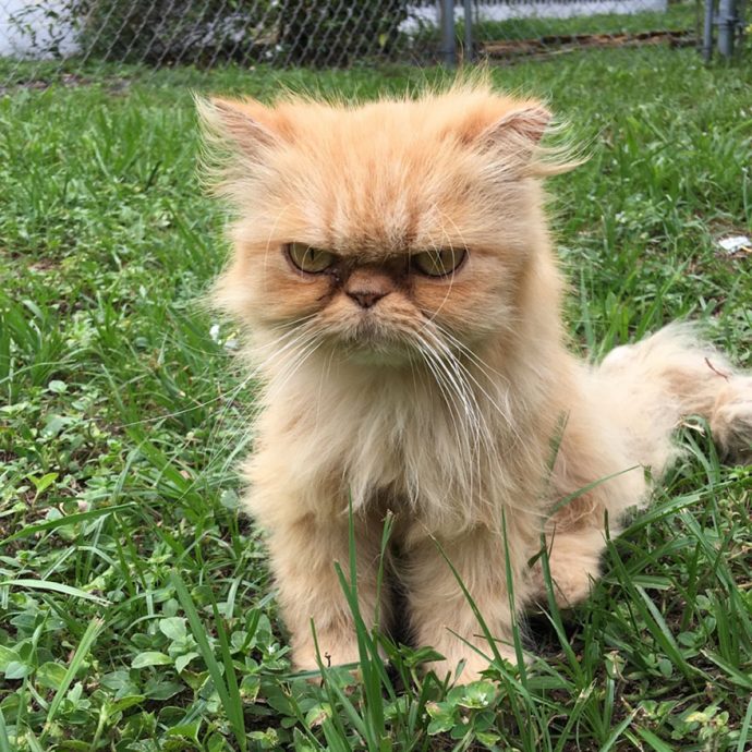 grumpy-cat-adopted-ginger-garfield-4[1]
