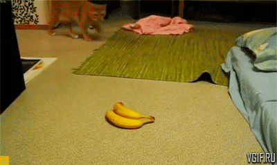 vgif-ru-Кот испугался пары бананов