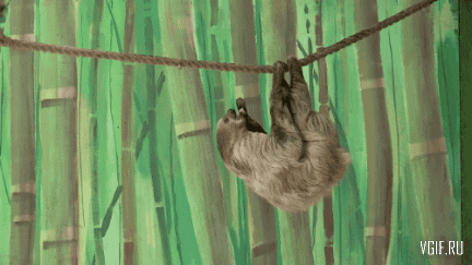 vgif-ru-Проворная обезьянка украла у ленивца лакомство