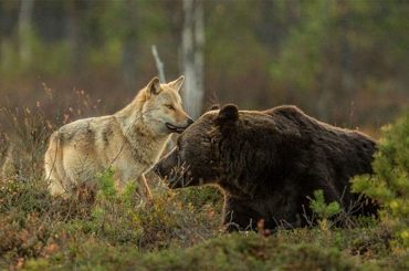 wolf and bear