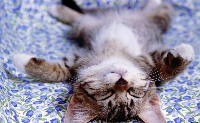 Кошка во сне – что это значит? Цвет кошки имеет значение! | Мур ТВ