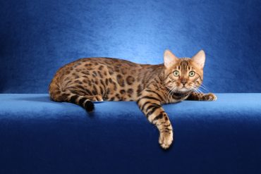 Animals___Cats_Beautiful_Bengal_cat_on_a_blue_background_045463_