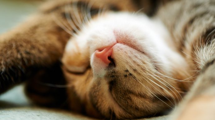 Animals___Cats_Sweetly_Sleep_housecat_097938_