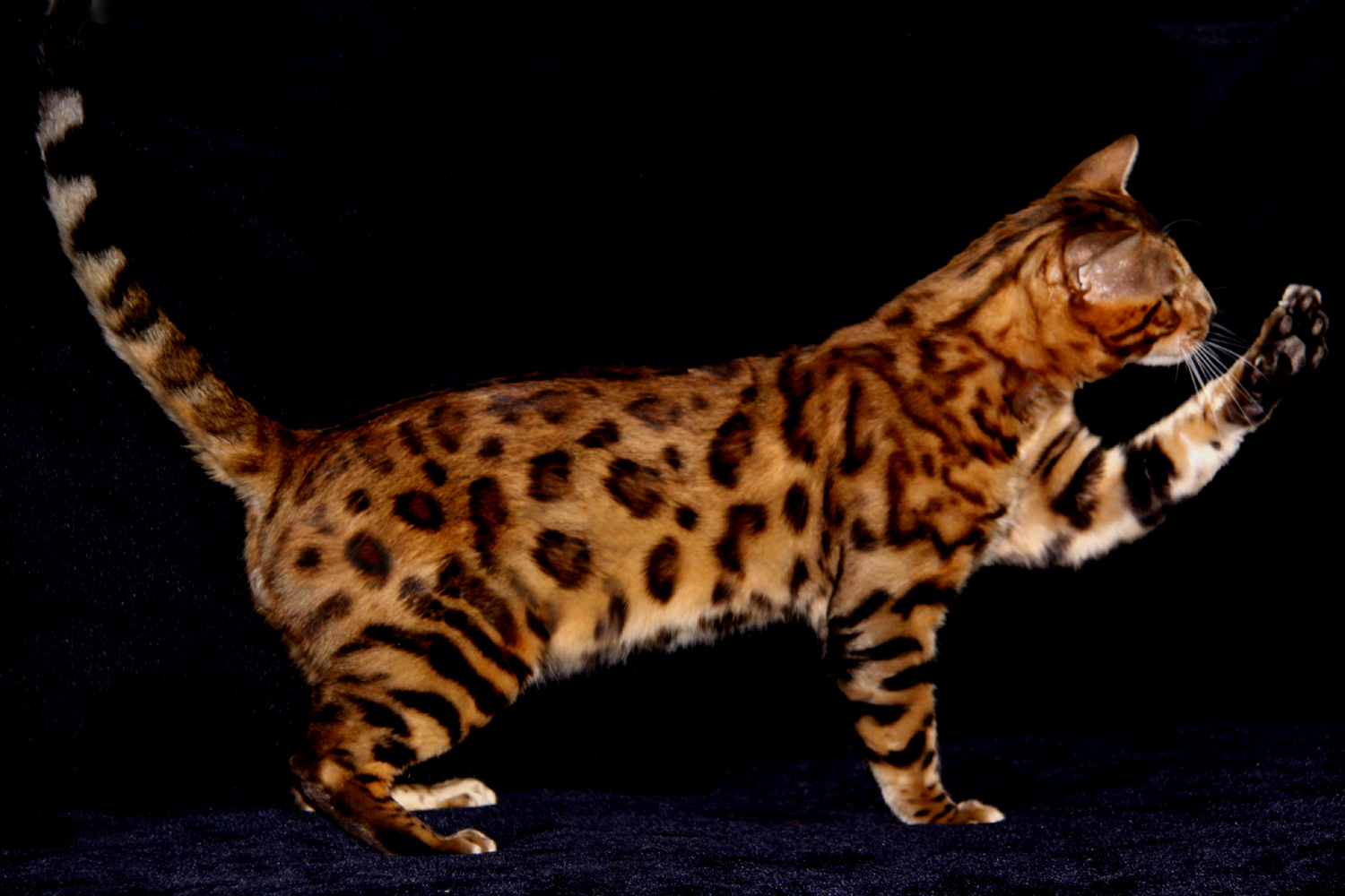 Пестрый кот. Бенгальская кошка. Бенгальская кошка табби. Бенгальская кошка тойгер. Оцикет мраморный.