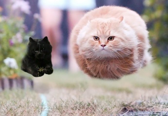 flying-cat-rugby-game-photoshop-battle-16-5784a396b45d1-png__700
