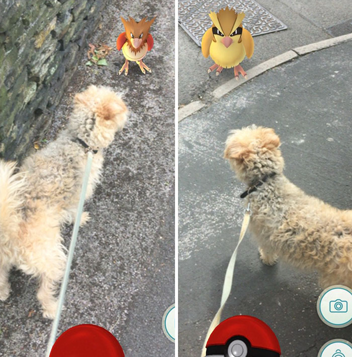 pokemon-go-dog-walking-animal-shelter-muncie-4