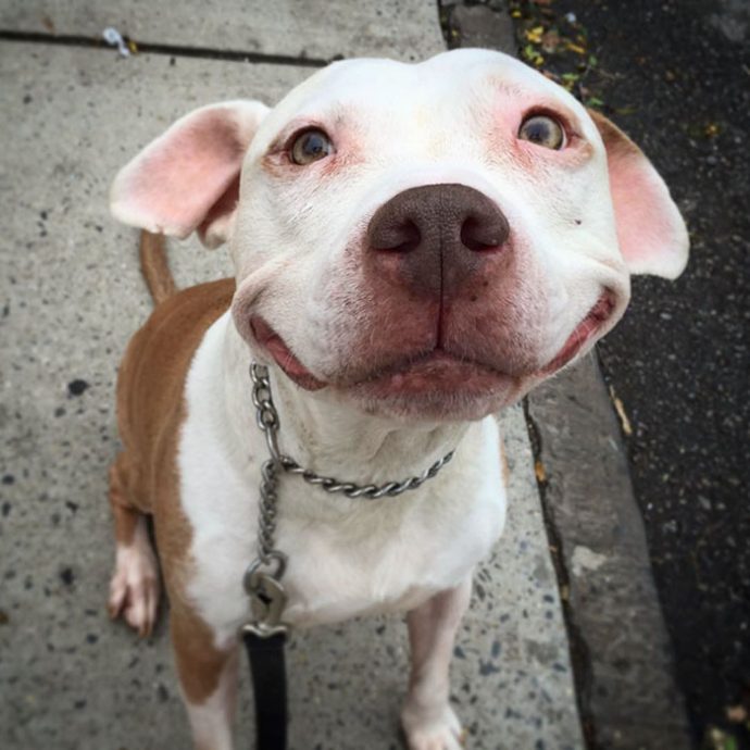 smiling-dog-stray-pit-bull-adopted-brinks-7