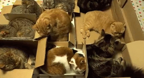 vgif-ru-У каждого кота своя коробка