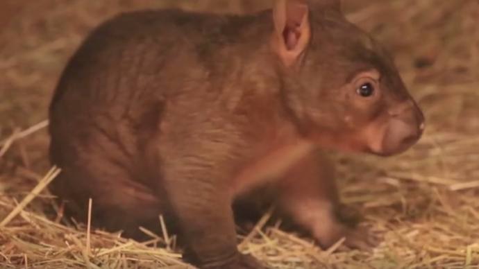 wombat (1)