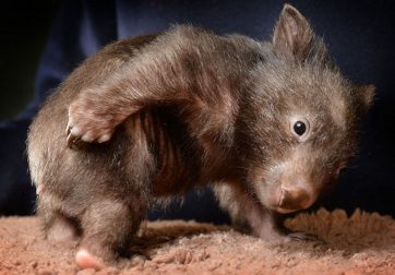 wombat (5)