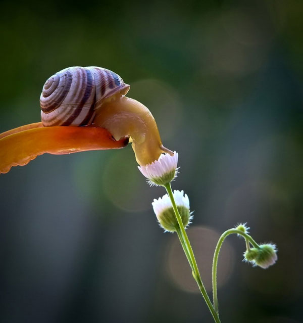 world-of-snails (6)