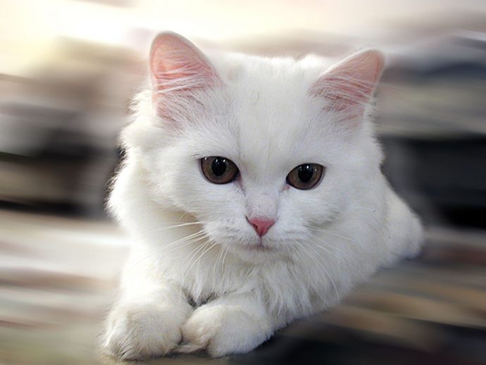 белый-кот-3