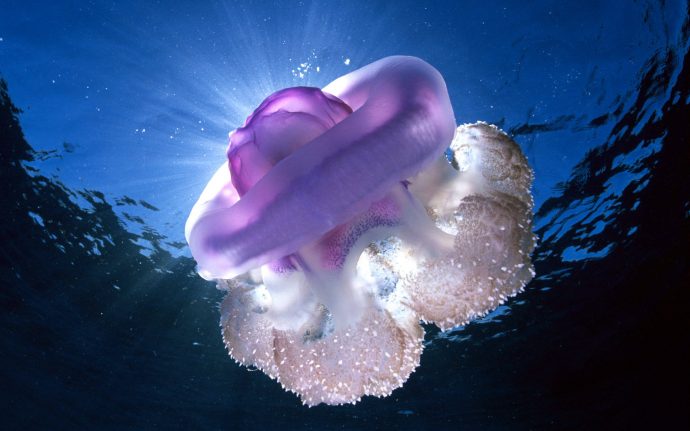 jellyfish рис 9