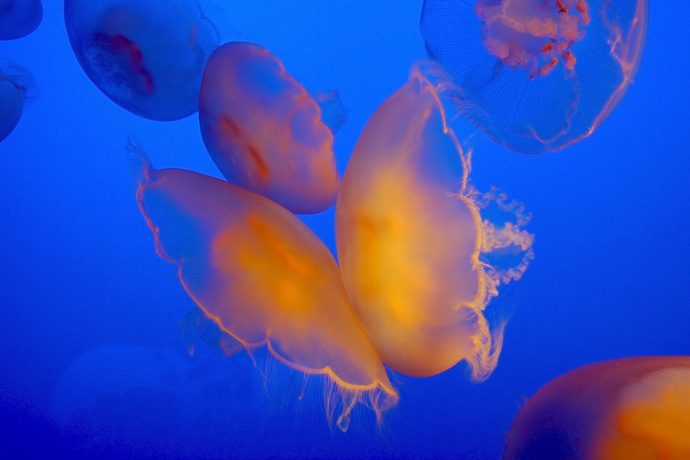 jellyfish рис 6