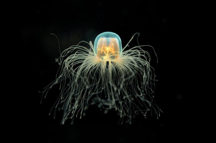 jellyfish рис 7