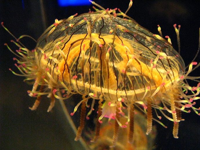 jellyfish рис 13