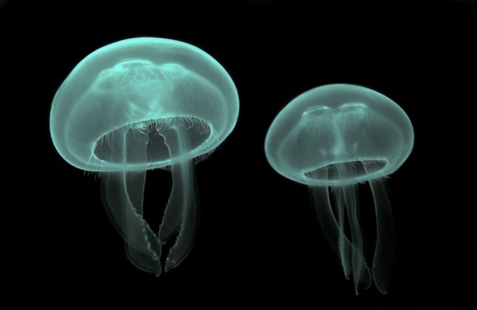 jellyfish рис 11