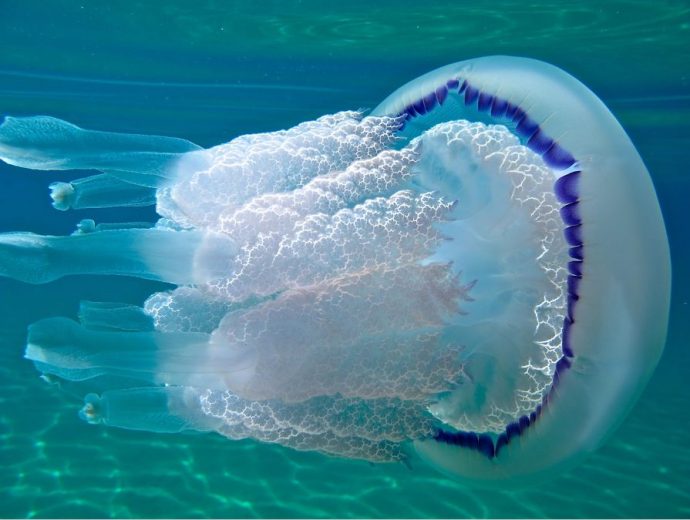 jellyfish рис 14