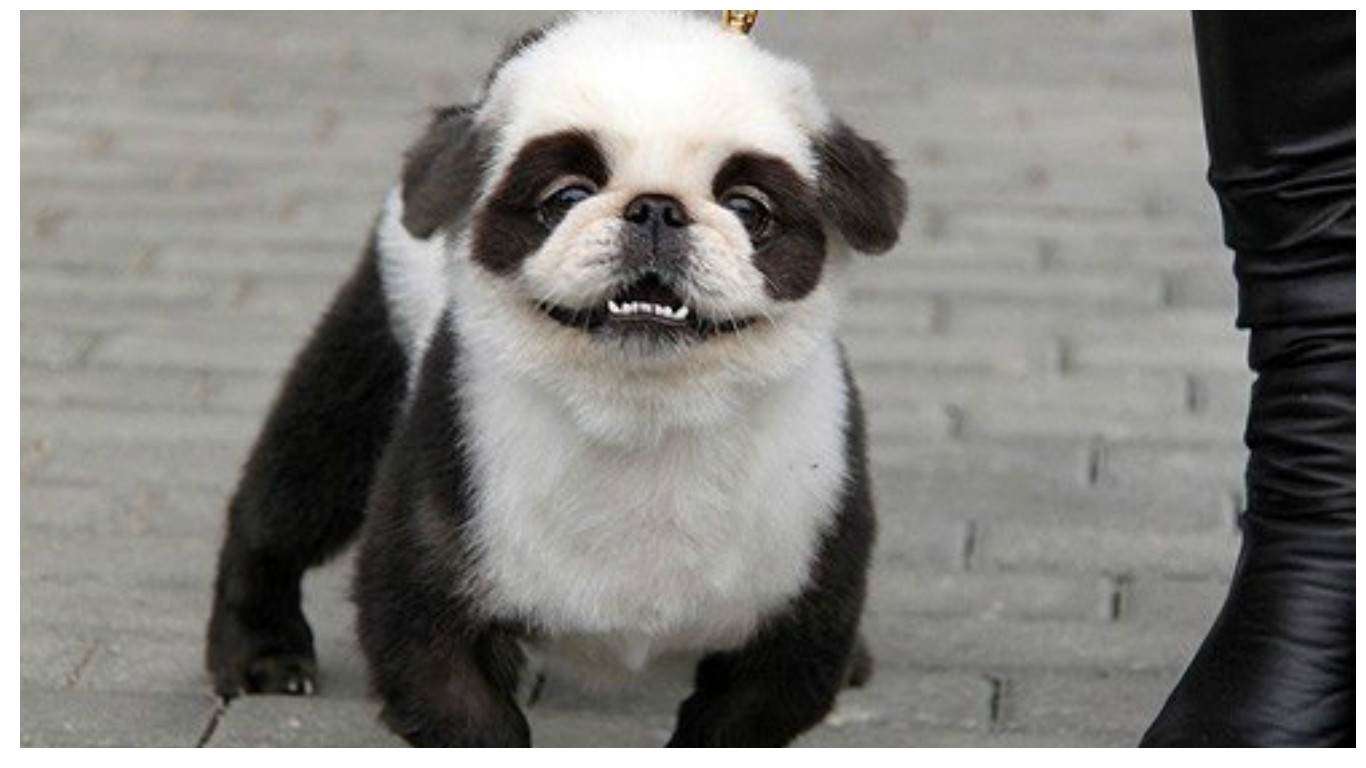 Порода собак похожая на панду
