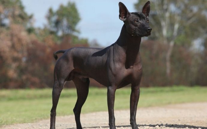 Mexican-Hairless-Dog-