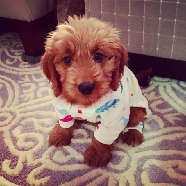 Puppies-in-Pajamas