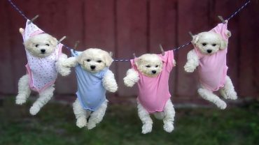 Puppies-in-Pajamas