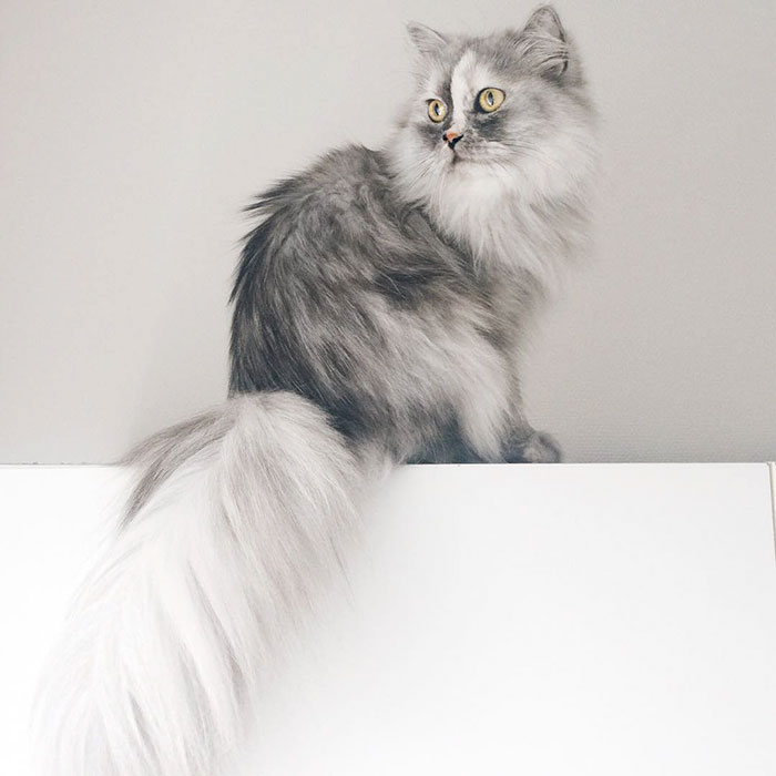 adopted-cat-fur-persian-halloalice-28