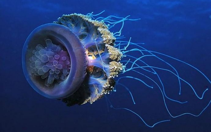 blue-jellyfish