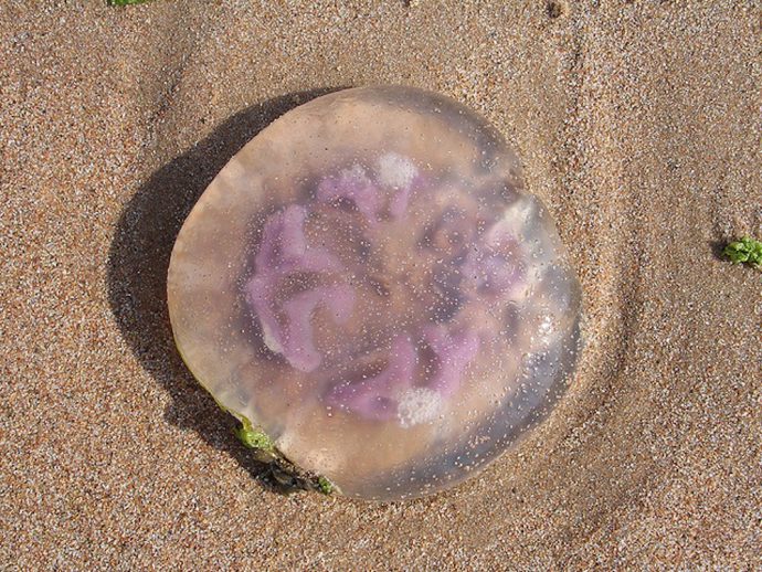 jellyfish рис 5