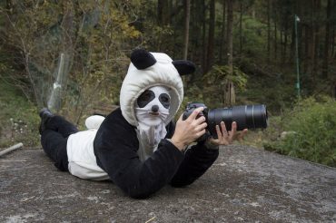 foto-panda (5)