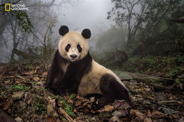 foto-panda