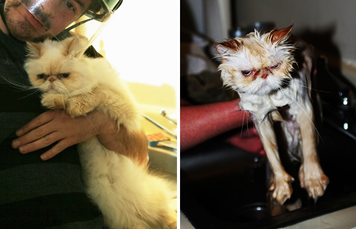 funny-wet-pets-before-after-bath-dogs-cats-52-5728b5cbc6990__700