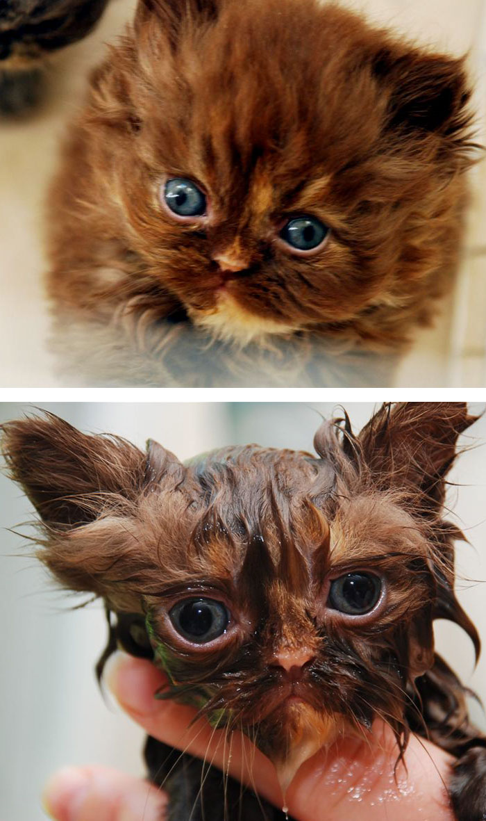 funny-wet-pets-before-after-bath-dogs-cats-54-5728b9745ff12__700