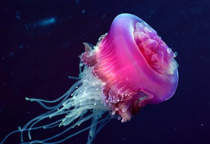 jellyfish рис 17