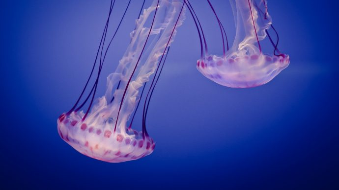 jellyfish рис 4