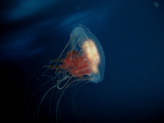 jellyfish рис 10