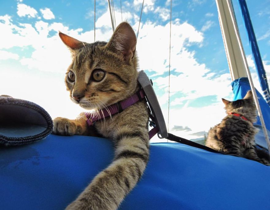 these-kittens-were-abandoned-but-now-go-on-epic-adventures-with-us-10__880
