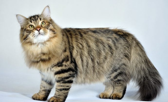 Порода Сибирская кошка