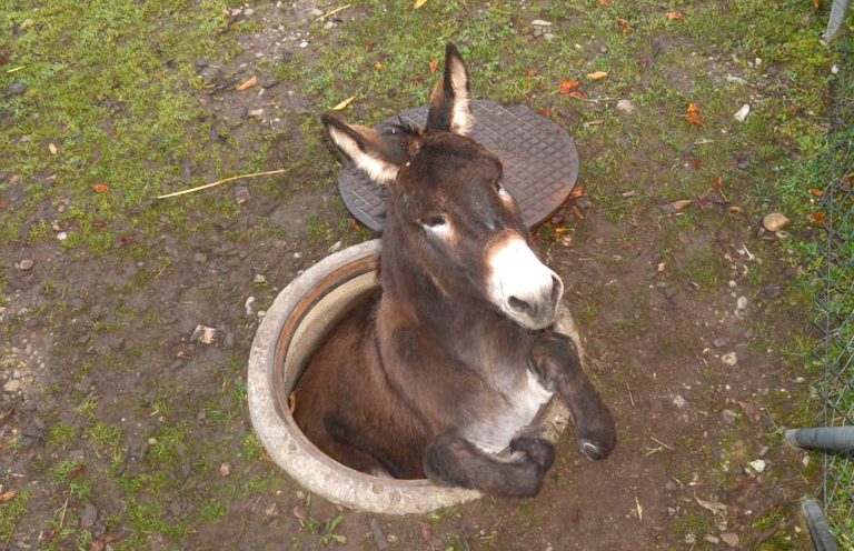 Switzerland Donkey