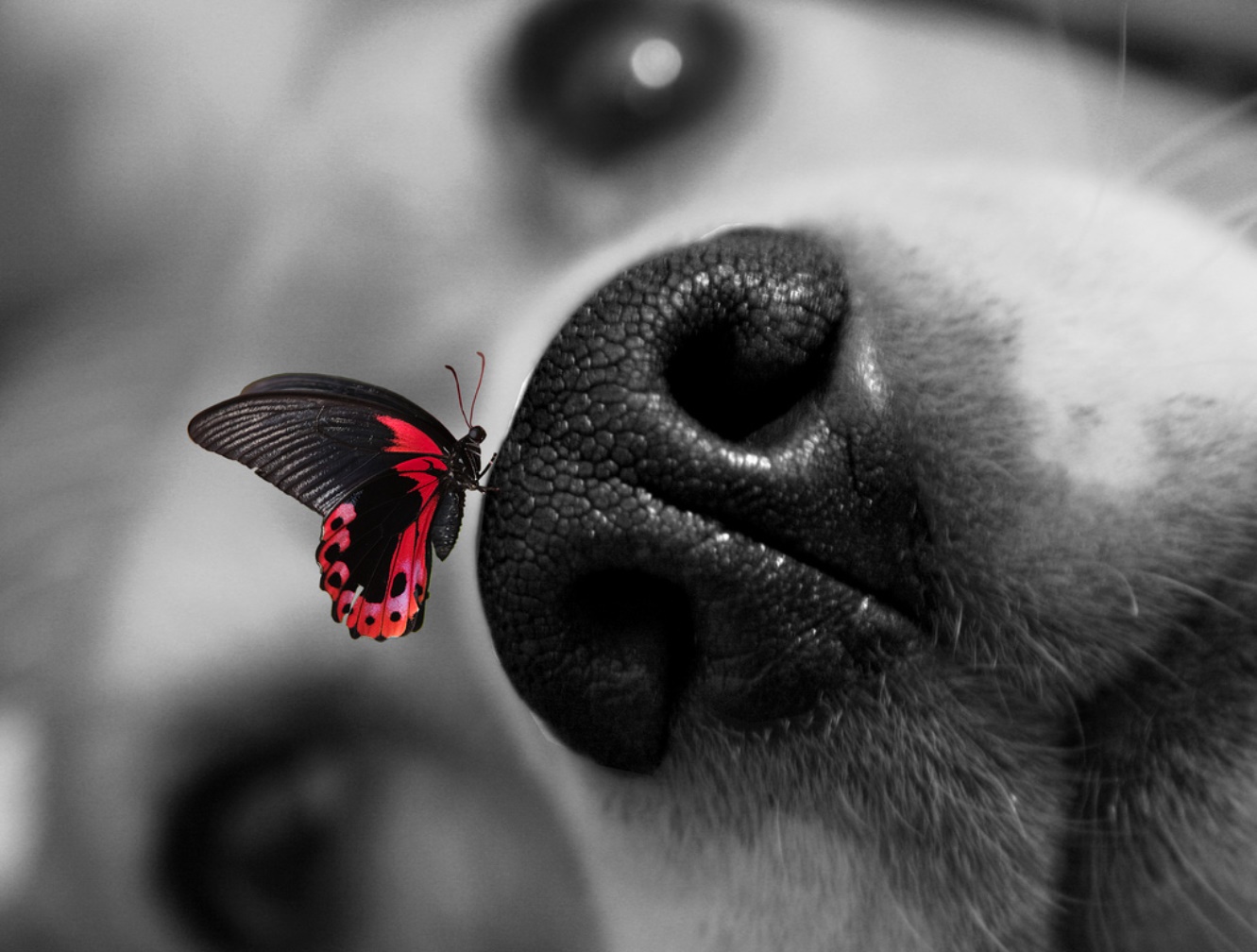 dog-and-butterfly-dogs-37782000-1331-1008