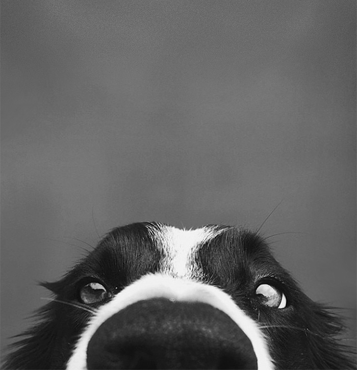 funny-dog-nose-closeups-30__700