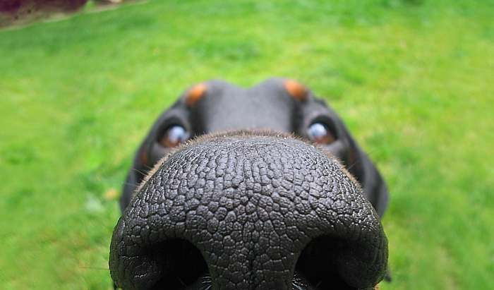 funny-dog-nose-closeups-401__700