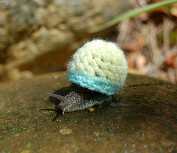 cute-animals-wearing-tiny-sweaters-5-57ff4f758018d__605